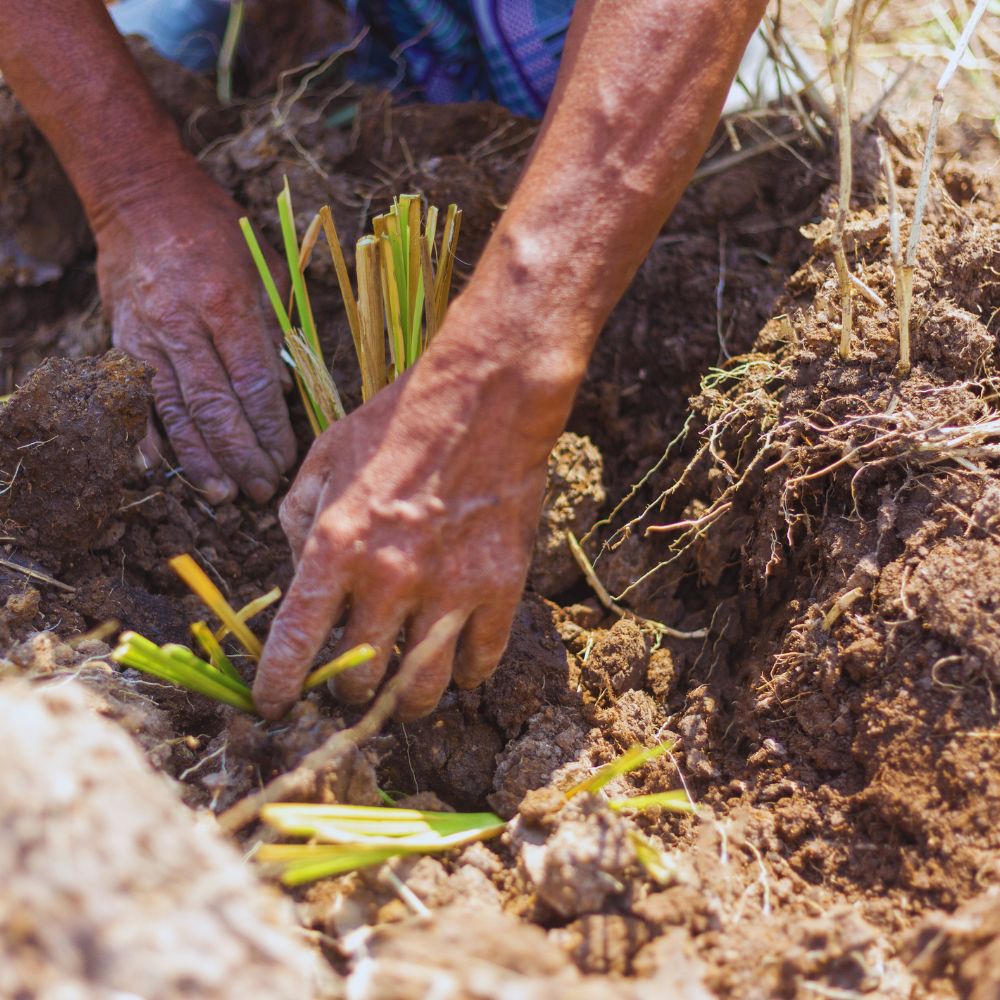 vetiver grass planting