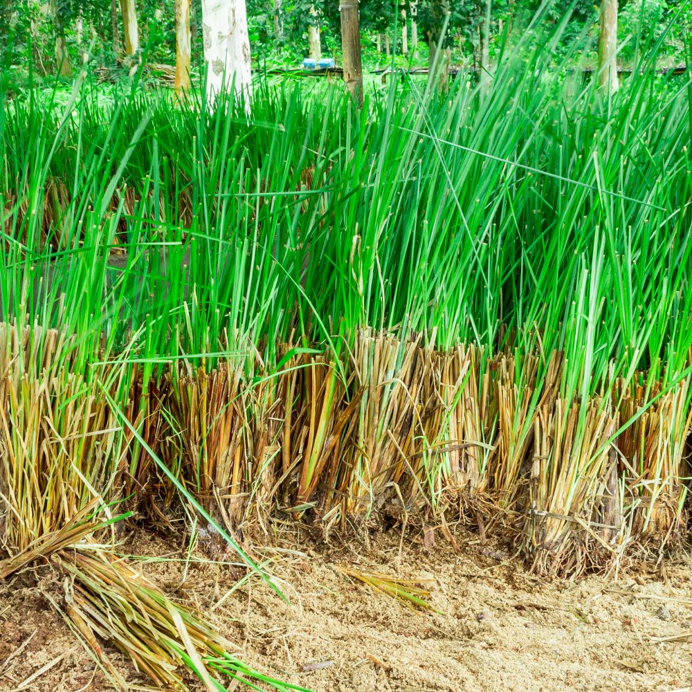 vetiver grass cutback