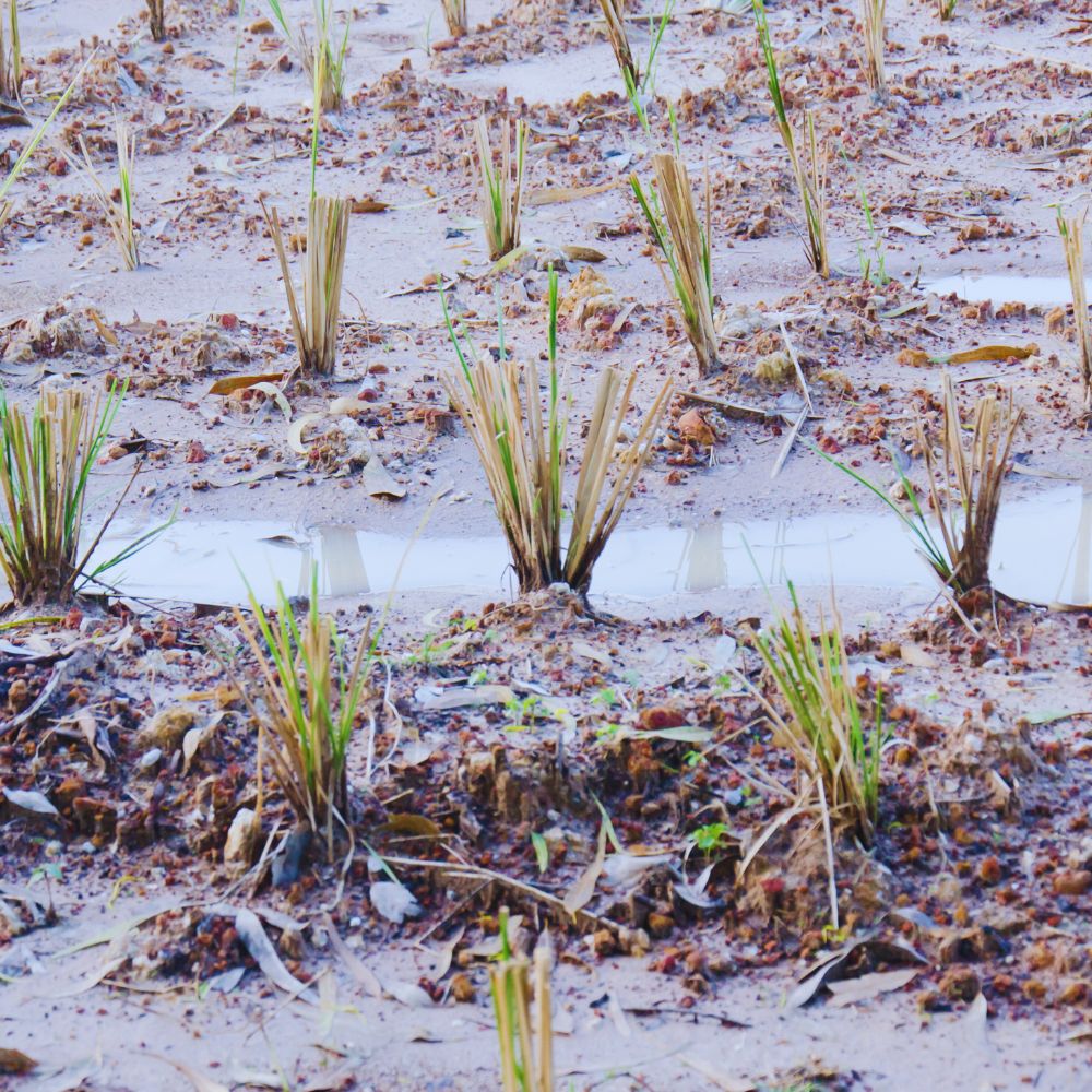 vetiver grass planting slips