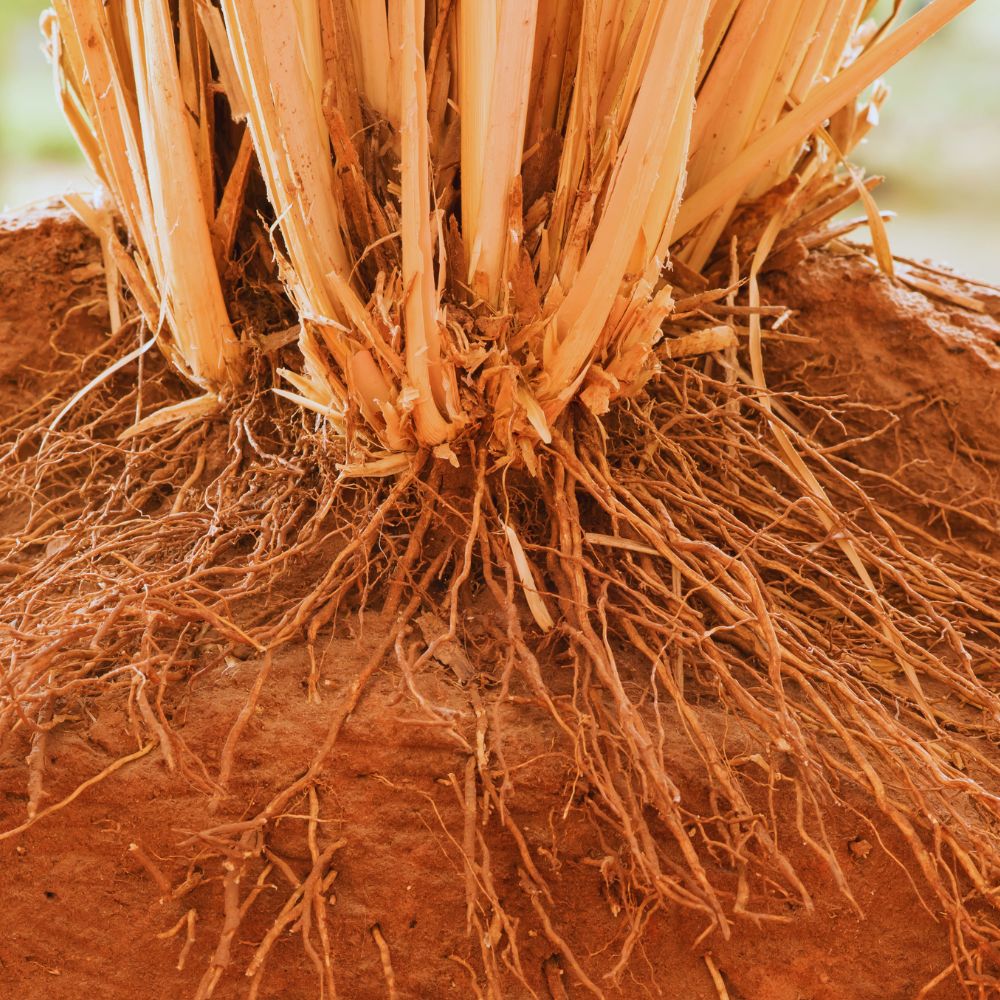 Vetiver Grass root system