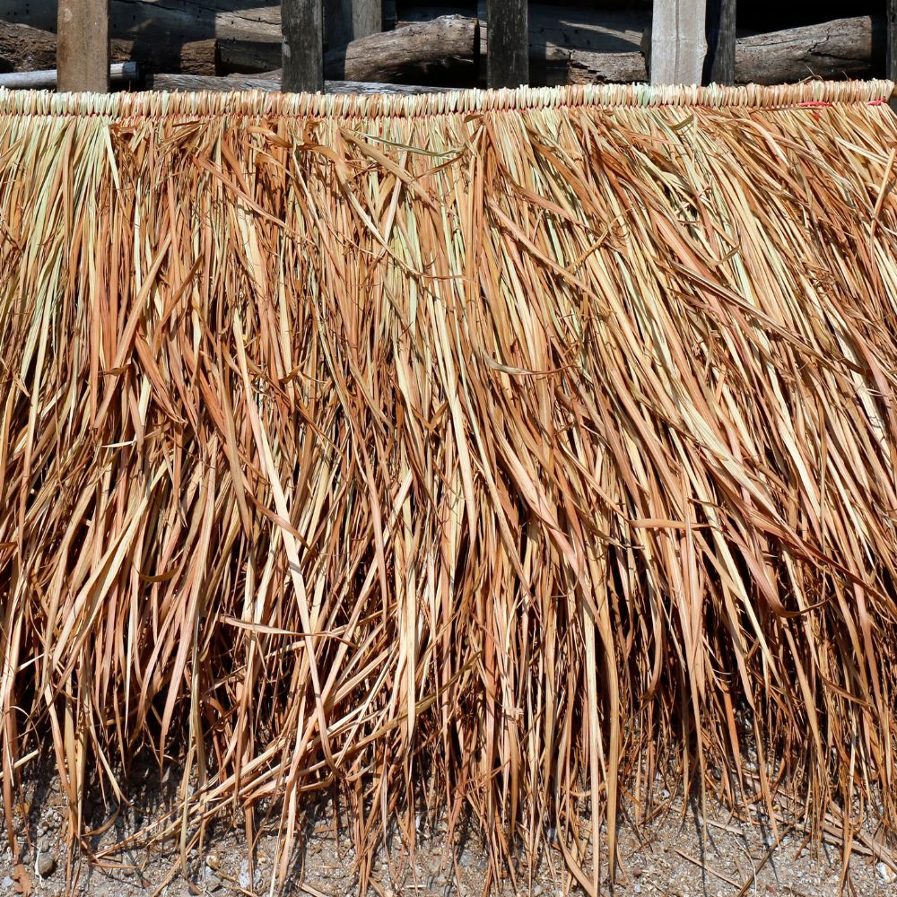 vetiver grass thatching