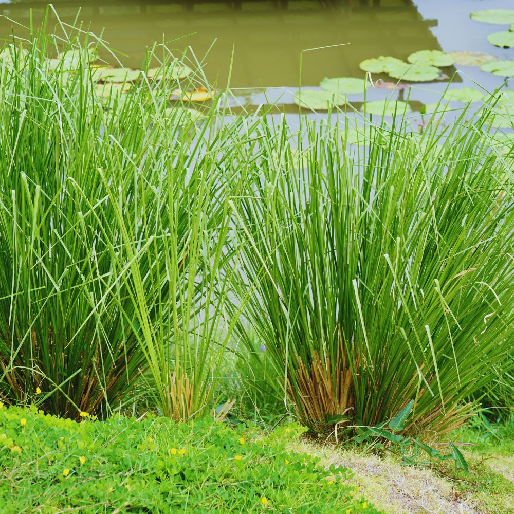 vetiver grass water purification